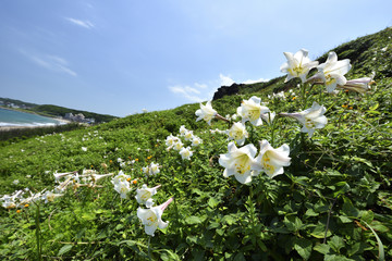 White lily against the sky Shihmen