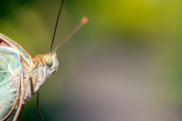 Obraz premium Macro shot of a butterfly on a blurry background