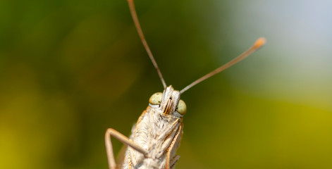 Macro shot of a butterfly on a blurry background