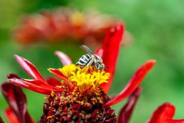 A honeybee visits a red flower to gather nectar on a sunny spring day