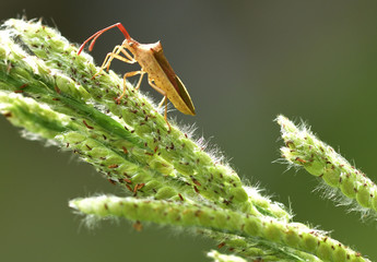 Close up of insect on the leave