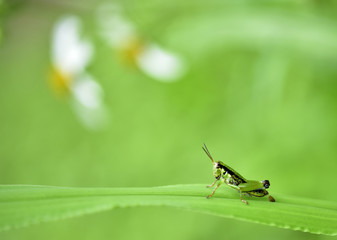 Close up of grasshopper on the leave