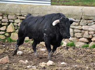 toro negro español en el campo
