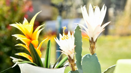 Two white flowers and a yellow one coming from the cactus with copyspace in the park