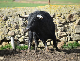 Fototapeta premium toro negro español en el campo