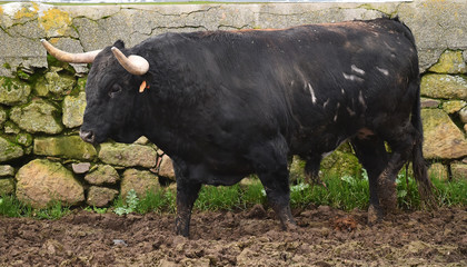 toro negro español en el campo