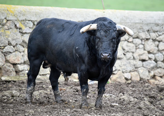 toro negro español en el campo