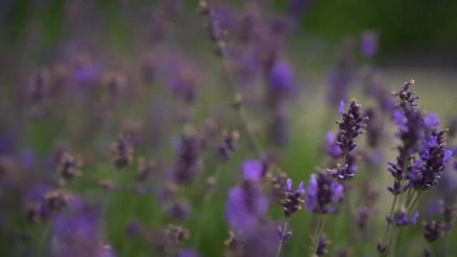 Blooming lavender flowers in purple on the field.