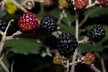 The last blackberries that nature offers us