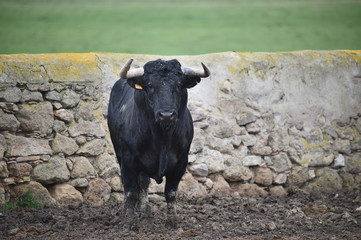 toro negro español en el campo