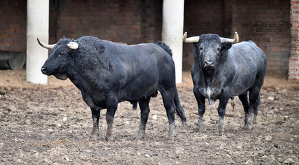 toro negro español en el campo