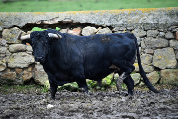 toro español en una ganaderia de ganado bravo en españa