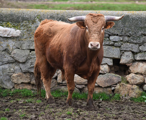 toro español en una ganaderia de ganado bravo en españa