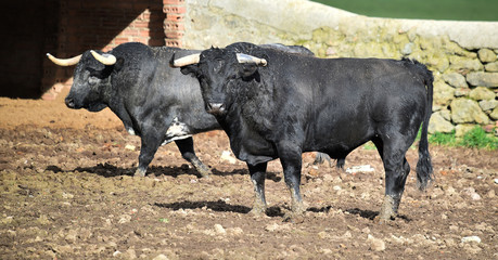 toro español en una ganaderia de ganado bravo en españa