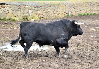 toro español en una ganaderia de ganado bravo en españa