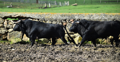 toro español en una ganaderia de ganado bravo en españa