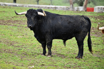toro negro español en el campo