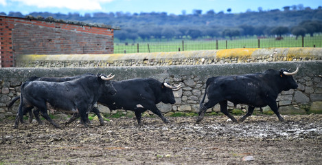 toro negro en una ganaderia española