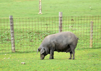 cerdo iberico en el campo