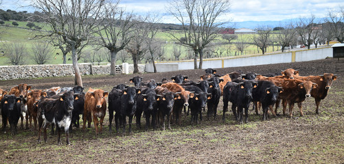 toro negro español en el campo