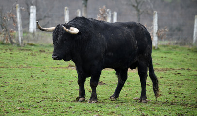 toro español con grandes cuernos