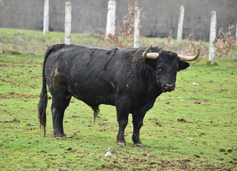 toro negro en una ganaderia espa&ntilde;ola