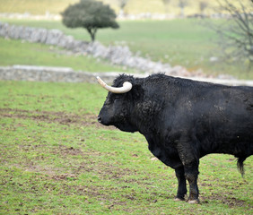 toro negro en una ganaderia española
