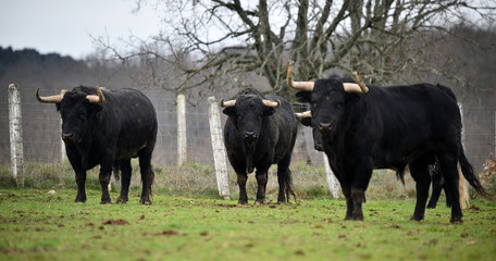toro español en una ganaderia de ganado bravo en españa
