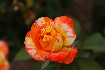 Flowers, plants, colours, nature, beauty 