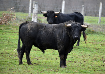 toro español en una ganaderia de ganado bravo en españa