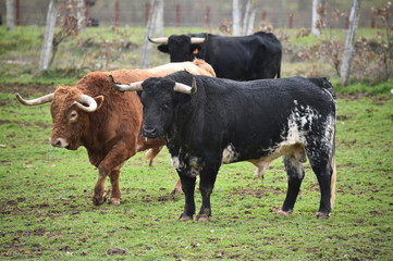 toro español en una ganaderia de ganado bravo en españa