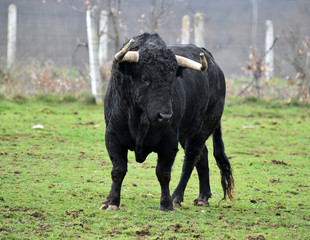 toro español en su ganaderia 
