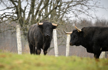 toro negro español en el campo