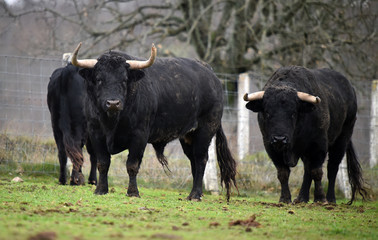 toro español en su ganaderia 