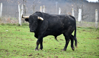 toro español en su ganaderia 