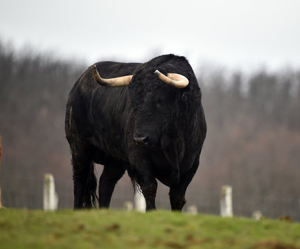 toro espa&radic;&plusmn;ol en una ganaderia de ganado bravo en espa&radic;&plusmn;a