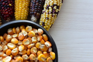 Diversity of very colorful, organic and natural corn