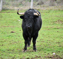 toro español en su ganaderia 