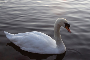 A single white swan on a pond near Glasgow, Scotland at sunset on a winters day.