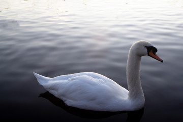 Fototapeta premium A single white swan on a pond near Glasgow, Scotland at sunset on a winters day.