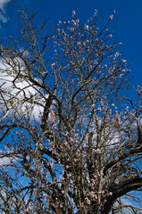 Almond Tree blossom in Algarve, Portugal