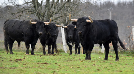 toro español en su ganaderia 