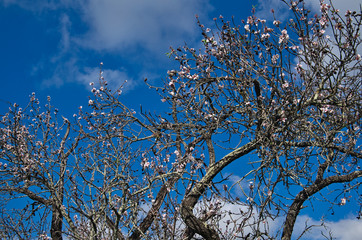 Almond Tree blossom in Algarve, Portugal