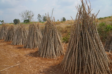 Siem Reap,Cambodia-January 26, 2020: Bundle of stems of cassava or Manihot esculenta in Cambodia