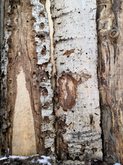 bark of a tree