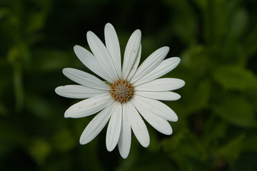 Obraz premium Flowers, plants, colours, nature, beauty 