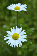 Close up of the French daisy