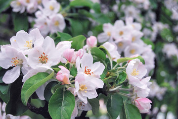 apple orchard in bloom, lush pale pink flowers close-up