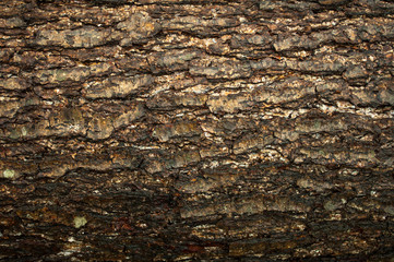 abstraction of alder bark.