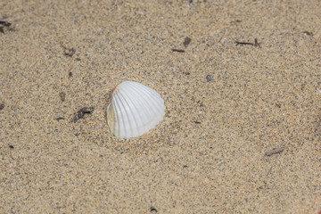 Muschel im Sand